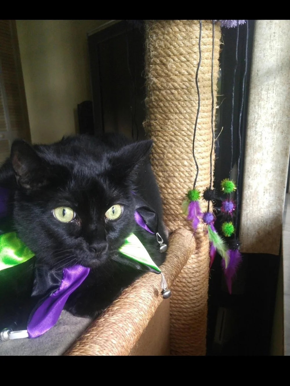 Pet Costume Orange & Green Tutu, Jack-O-Lantern, Jester Collar w/Bells Cat Dog